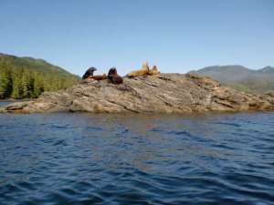Sea Lions basking on sunny rock