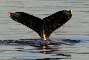 humpback whale in Alaska