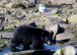 Bear at Neet's Bay Fish Hatchery