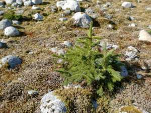 baby tree on the moraine Baird Glacier