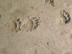 Bear tracks in river sand, Stikine River Alaska