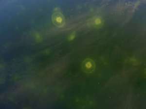 Neet's Bay fish hatchery, Alaska