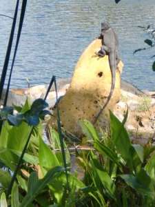 Ft Lauderdale iguana iguana