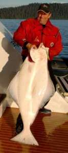 60 lb halibut caught in kayak