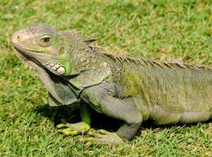 john's Lizzard 1 San Juan Puerto rico