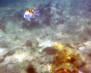 st martin tintamarre fish 1 fish at coral reef