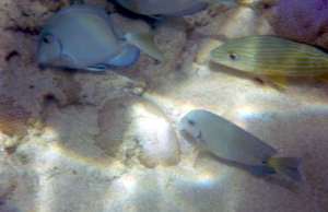 st martin tintamarre fish 4 Tintamarre snorkel adventure