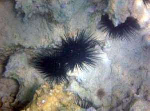 st martin tintamarre urchin snorkel adventure, St Martin
