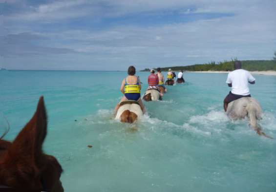horses pretending to swim