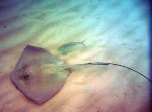 stingray