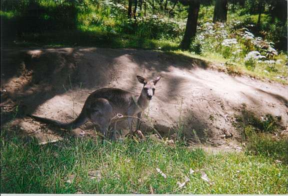 Blue Mountains, Australia