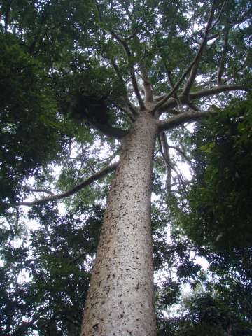 rainforest tree