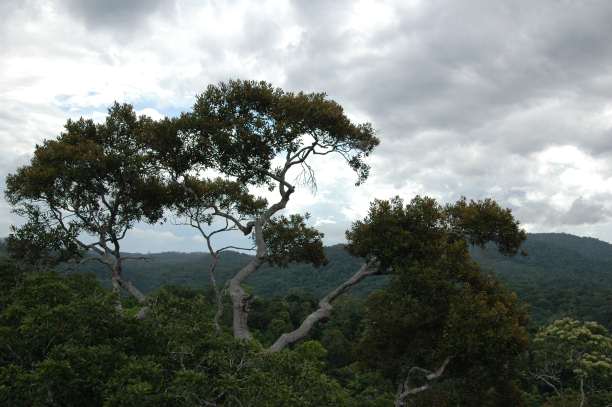 rainforest trees