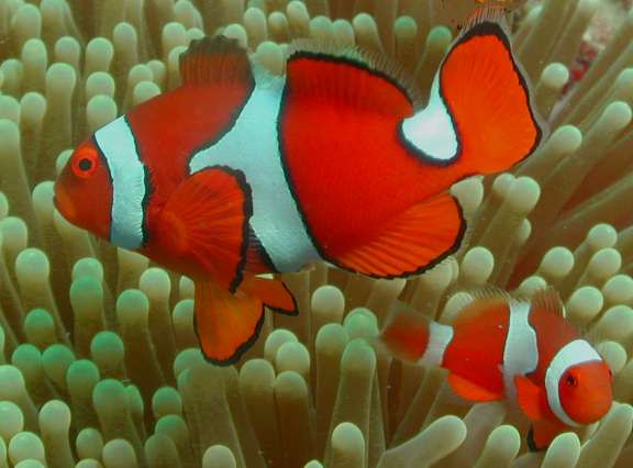 Nemo 1 Clown Fish