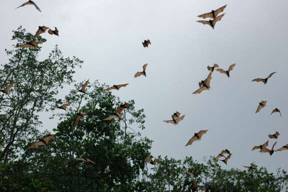 bat tree, Queensland