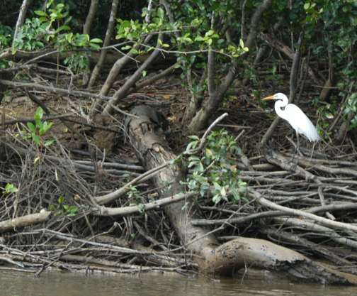 Daintree River, Queensland