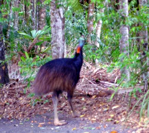 Australian Rainforest