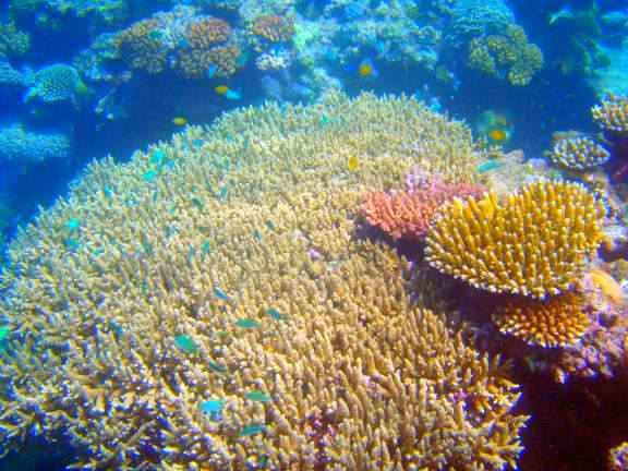Great Barrier Reef, Australia