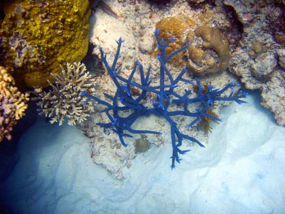 Great Barrier Reef, Australia