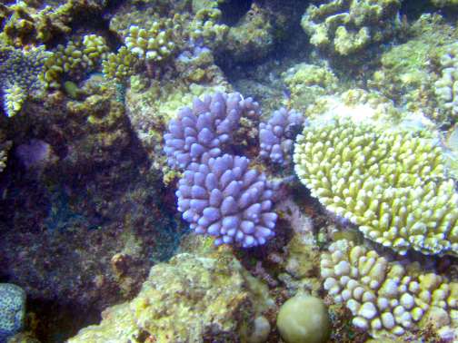 coral, hard Great Barrier Reef, Australia