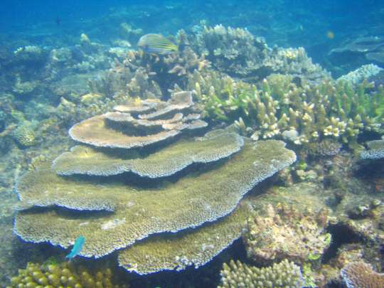 Great Barrier Reef, Australia