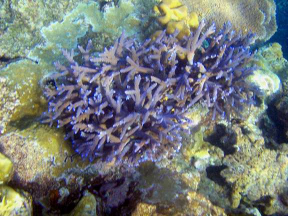 Great Barrier Reef, Australia