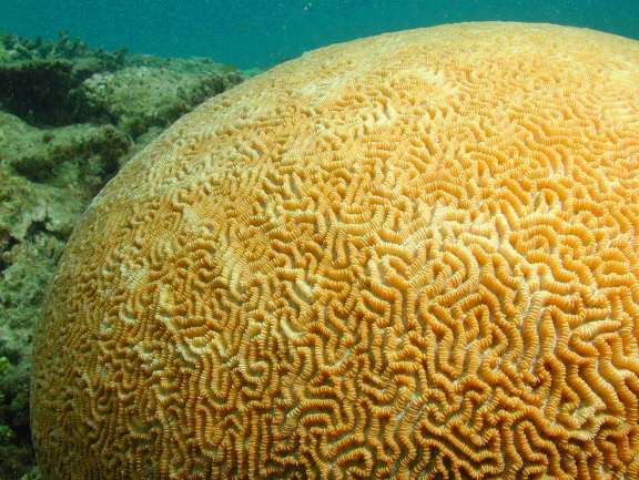 Great Barrier Reef, Australia