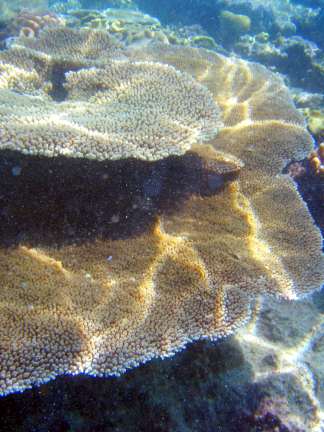 plate coral Great Barrier Reef, Australia