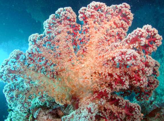 coral - soft Great Barrier Reef, Australia