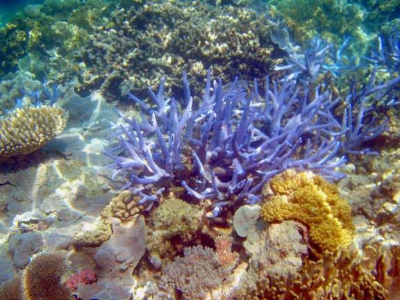 Great Barrier Reef, Australia