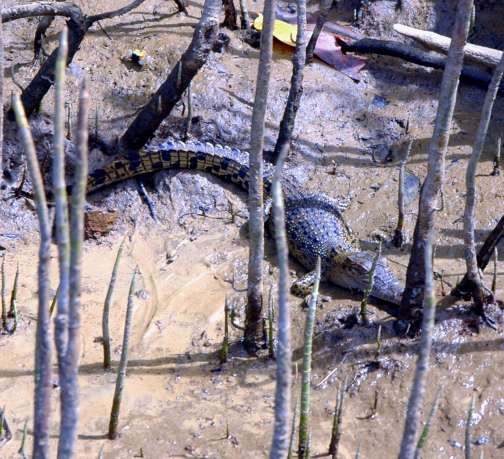 crocodile, Queensland