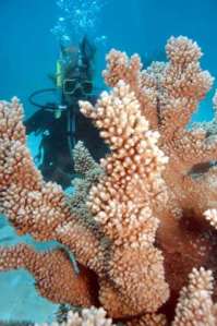 Great Barrier Reef, Australia