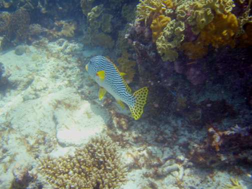reef fish Great Barrier Reef, Australia