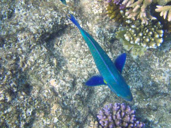 blue fish Great Barrier Reef, Australia