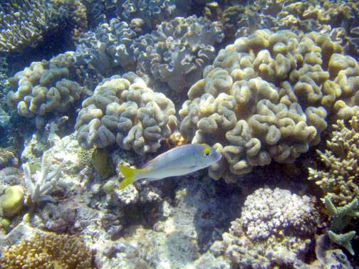 Great Barrier Reef, Australia