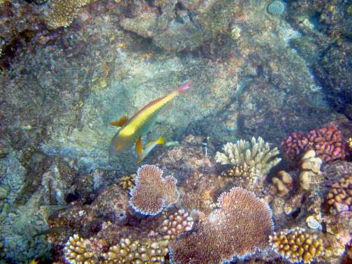 Great Barrier Reef, Australia