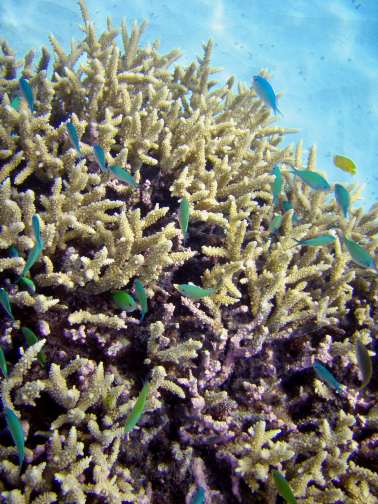 little fish in coral Great Barrier Reef, Australia