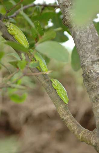 Daintree River, Queensland Australia