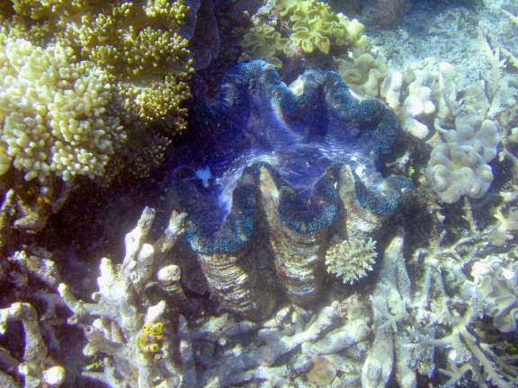 Great Barrier Reef, Australia