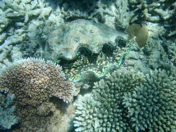 Great Barrier Reef, Australia