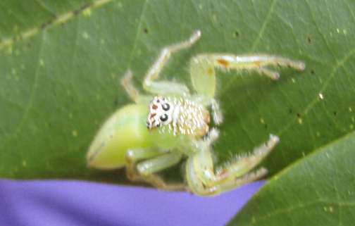 Port Douglas, Australia