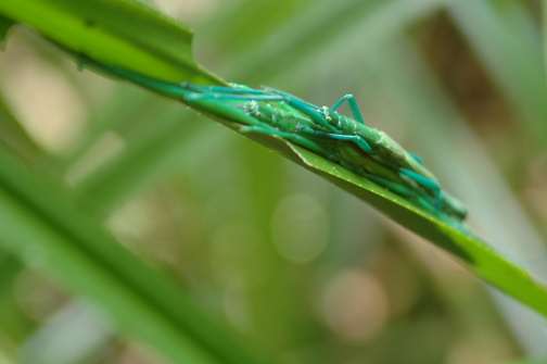Australia rainforest tour