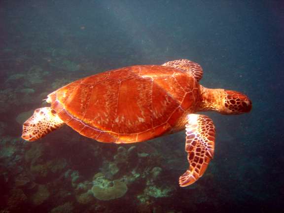 Great Barrier Reef, Australia