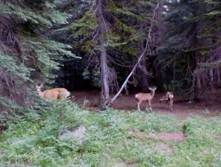 glacier peak wilderness