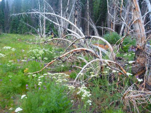 after the forest fire