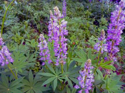 glacier peak wilderness
