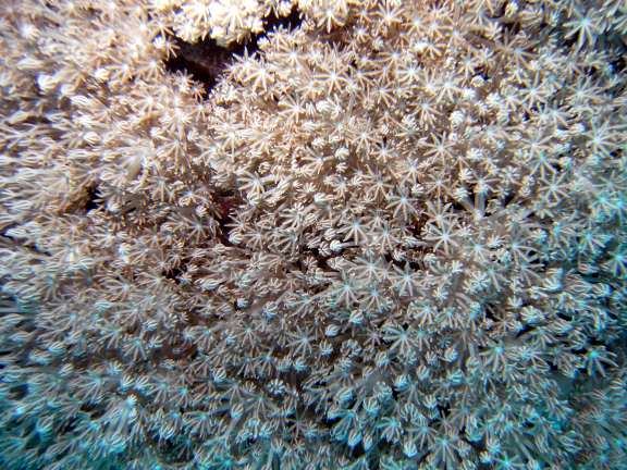 diving in the Philippines