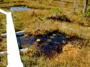 Boardwalk through the Muskeg2 American Safaru Cruise, InnerSea Discoveries itinerary