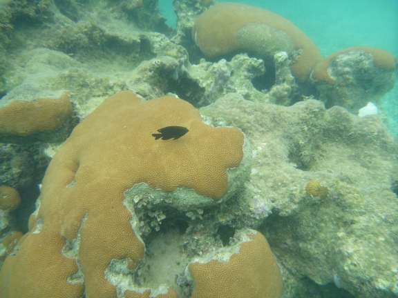 under the sea Isla Rotan