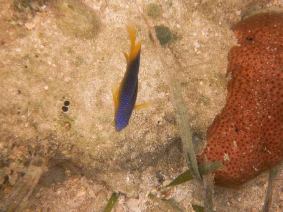 Isla Rotan, Honduras